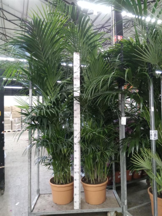 <h4>Howea forsteriana</h4>