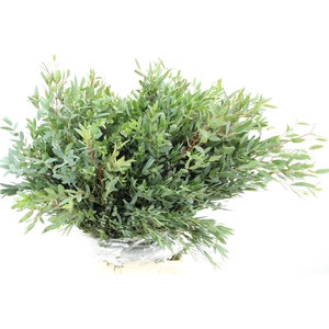 EUC PARVIFOLIA 350GR