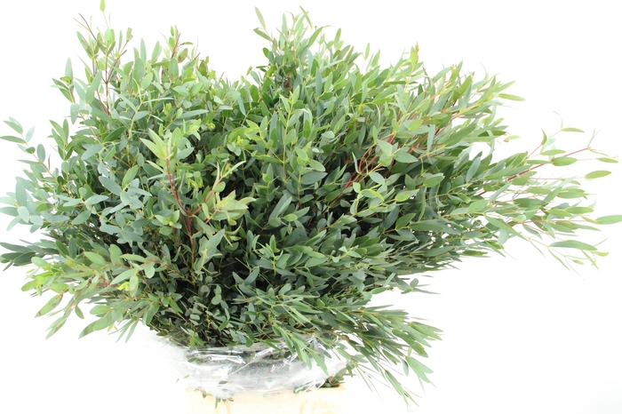 <h4>EUC PARVIFOLIA 350GR</h4>