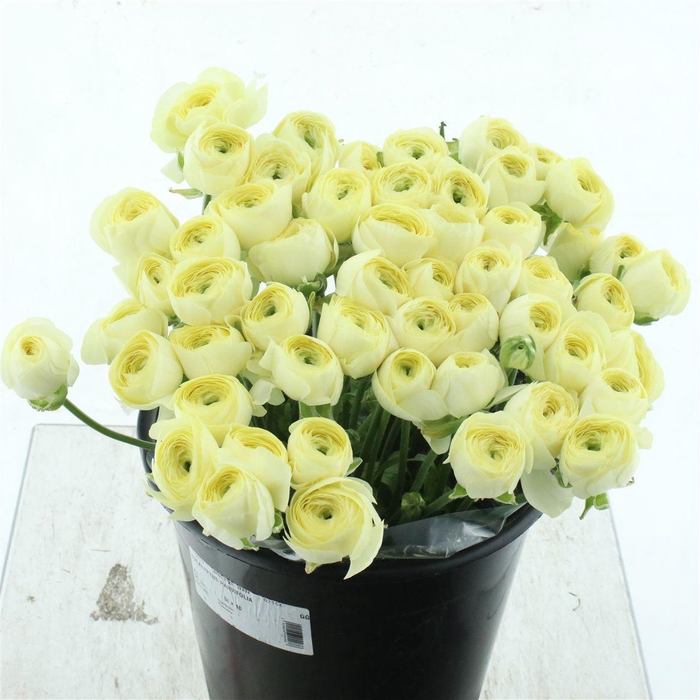 <h4>Ran Su Sr Creme 511</h4>