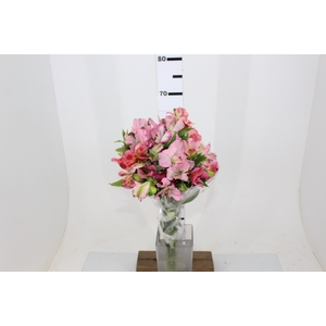 ALSTROEMERIA DUBAI 080 CM