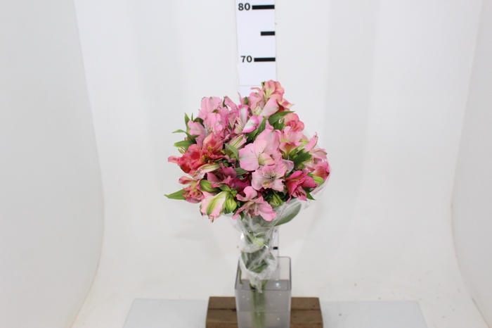 ALSTROEMERIA DUBAI 080 CM