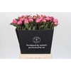 Paeonia Dr A Fleming