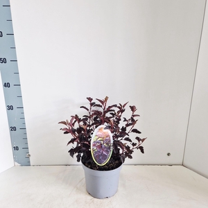 Physocarpus opulifolius All Black ('Minall2'PBR)