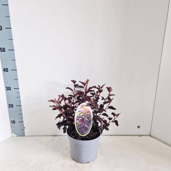 <h4>Physocarpus opulifolius All Black ('Minall2'PBR)</h4>