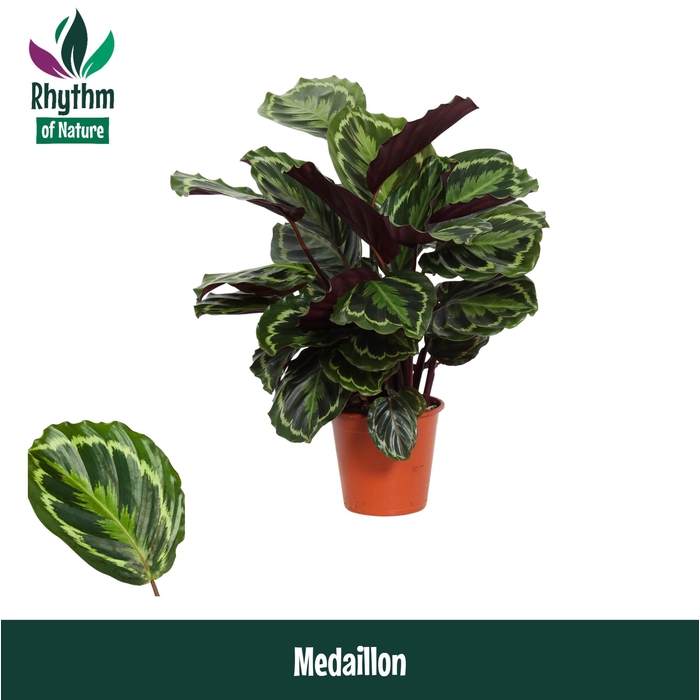 <h4>Calathea 19cm Medaillon - Rhythm of Nature</h4>