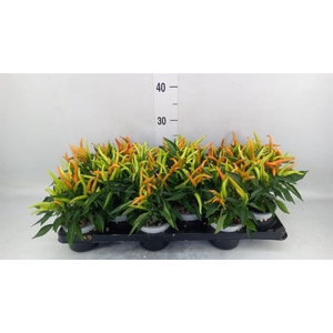 Capsicum annuum 'Hup Hup'