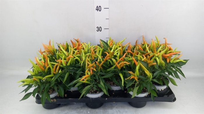 <h4>Capsicum annuum 'Hup Hup'</h4>
