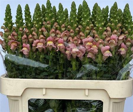 <h4>Antir Antibes Pink</h4>