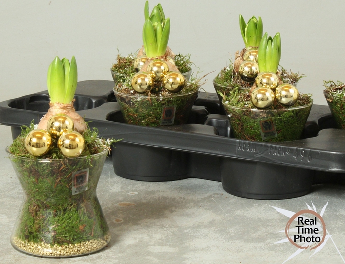 <h4>ARR HYACINTH</h4>