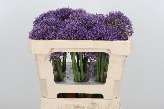 <h4>Allium Jackpot</h4>