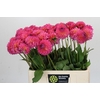 Dahlia Barbados
