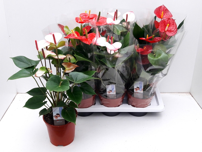 <h4>ANTHU AN GEM 3 KL</h4>