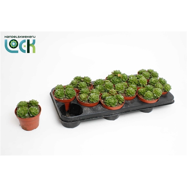 <h4>Echeveria Afines</h4>