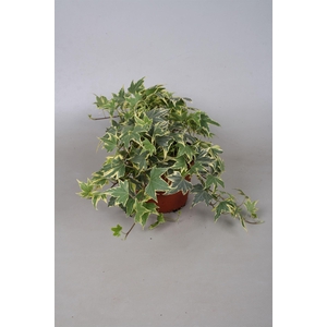 Hedera helix   ...mix varie yello