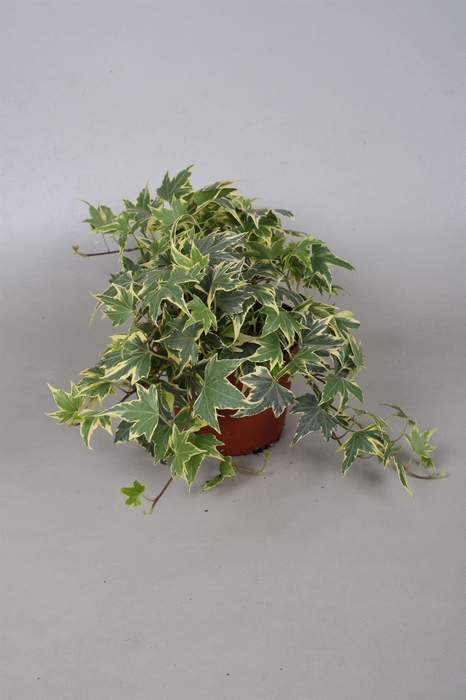 <h4>Hedera helix   ...mix varie yello</h4>