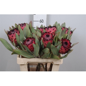 Protea Ma Red Beauty