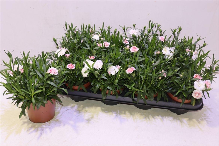 <h4>Dian Osc White Red</h4>