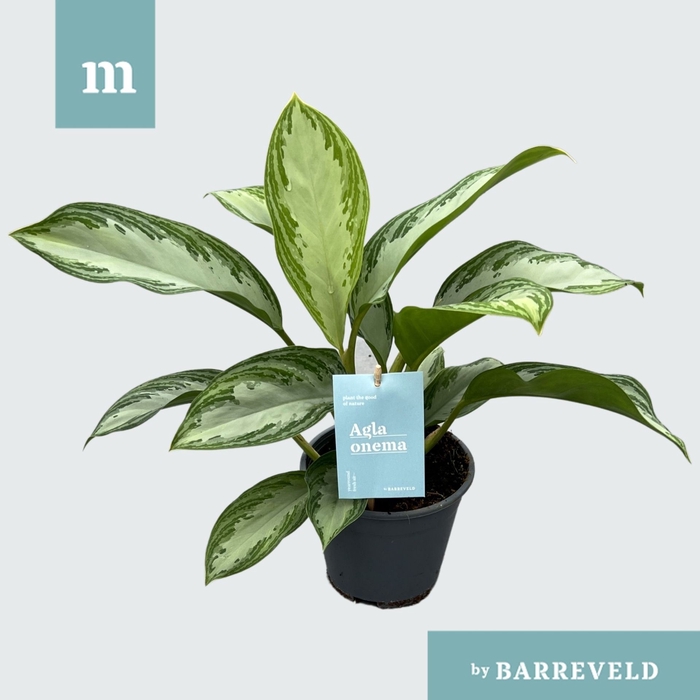 <h4>Aglaonema Silver Bay</h4>