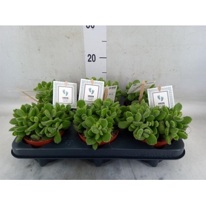 Cotyledon tome. 'Green Footprint'
