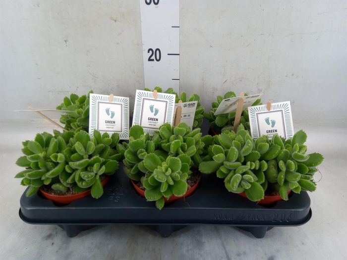 <h4>Cotyledon tome. 'Green Footprint'</h4>