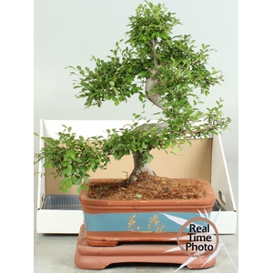 BONSAI GEM