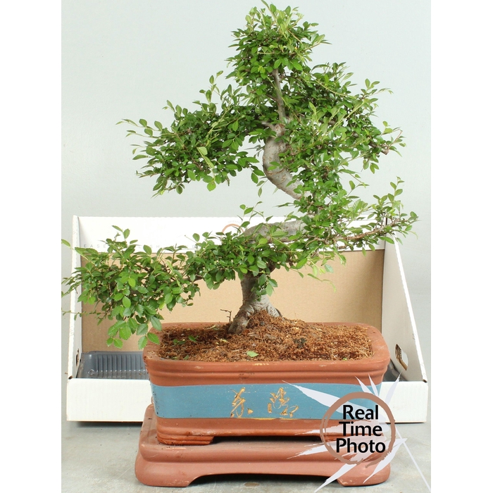 <h4>BONSAI GEM</h4>