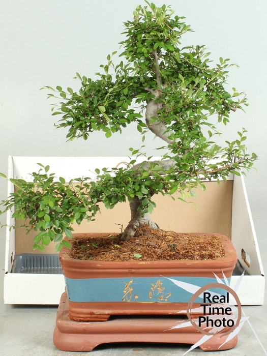 <h4>BONSAI GEM</h4>