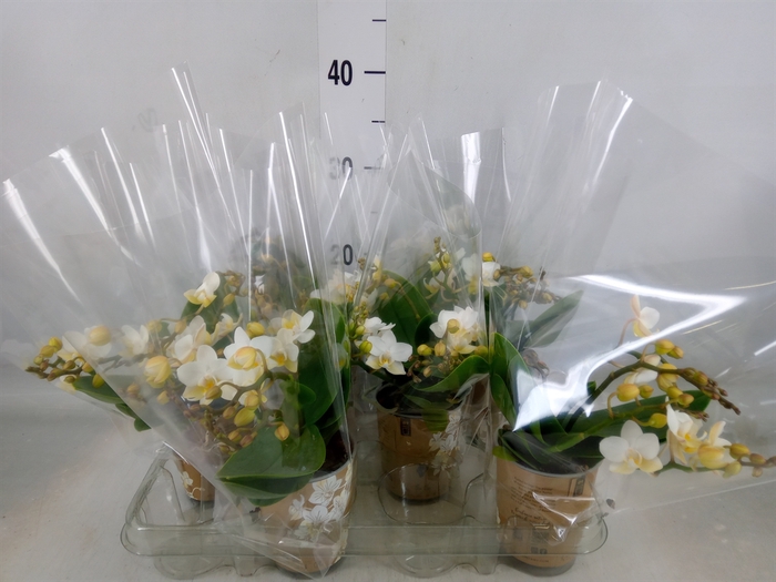 <h4>Phalaenopsis multi. 'Ant Nazare'</h4>