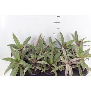 TRADESCANTIA SPATHACEA P11