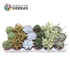 Sierra's® - Sevilla Succulent Mix (Deluxe)