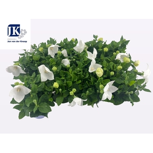 PLATYCO GR ASTRA WHI