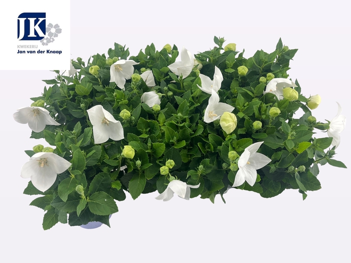 <h4>PLATYCO GR ASTRA WHI</h4>
