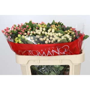 Hypericum Rainbow Romance Spray