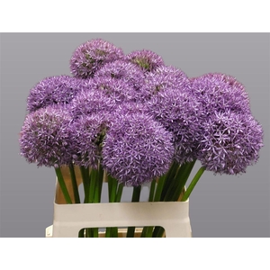 Allium Grootbloemig