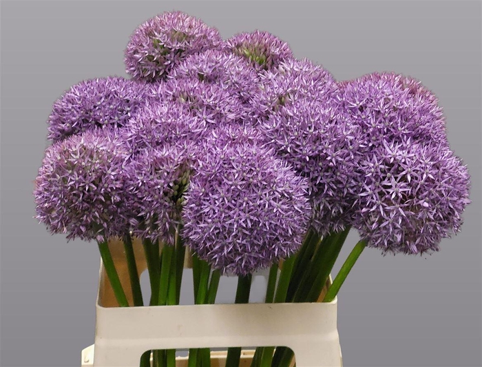 Allium Grootbloemig