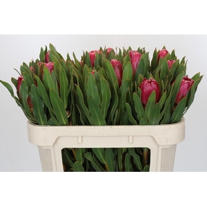 Protea Brenda