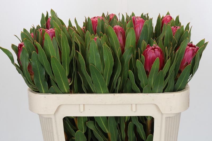 <h4>Protea Brenda</h4>