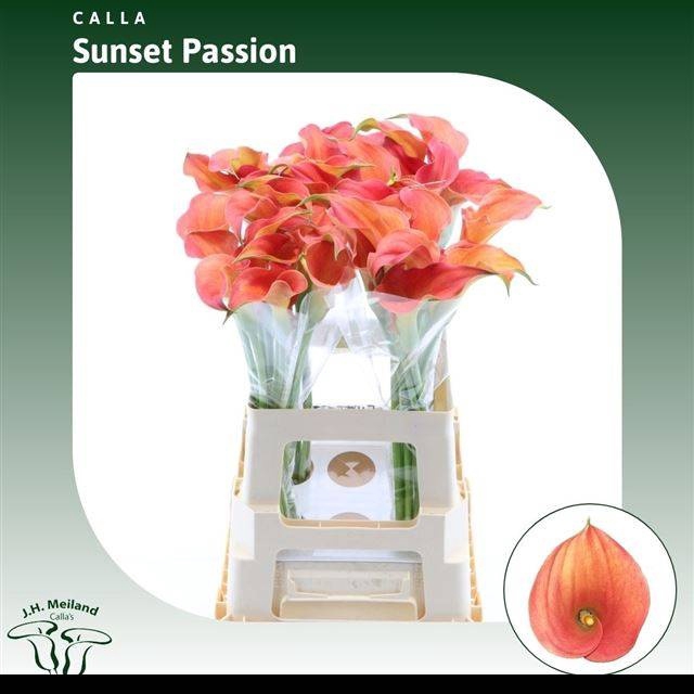 <h4>ZANT SUNSET PASSION</h4>