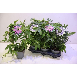 Pass Caerulea Mixtray