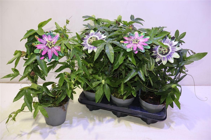 <h4>arr8 Pass Caerulea Mixtray</h4>