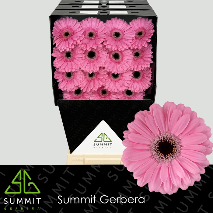 <h4>Gerbera Alison Diamond</h4>