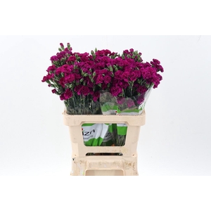 Di Fiorino Purple