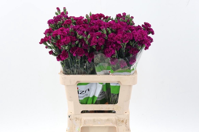 <h4>Di Fiorino Purple</h4>