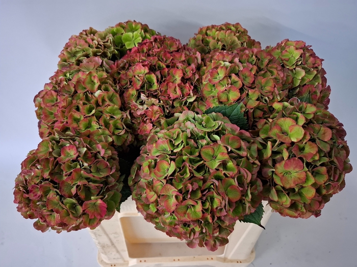 <h4>HYDR M MY RIO CL</h4>