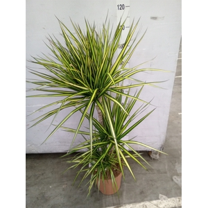 Dracaena marg. 'Sunray'