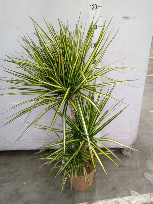 <h4>Dracaena marg. 'Sunray'</h4>