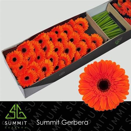 <h4>Gerbera mini Nemo</h4>