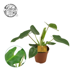 Philodendron Corovadensis 12cm