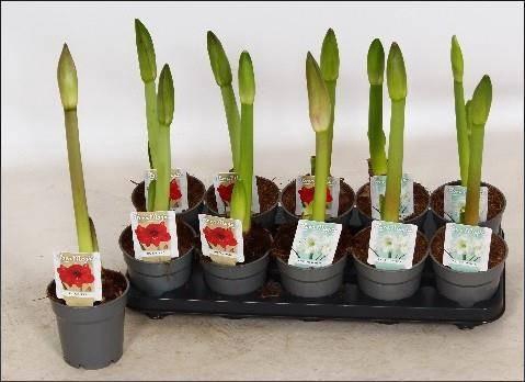 <h4>HIPP GEM 2 SRT</h4>